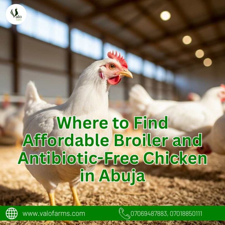 Where to Find Affordable Broiler and Antibiotic-Free Chicken in Abuja
